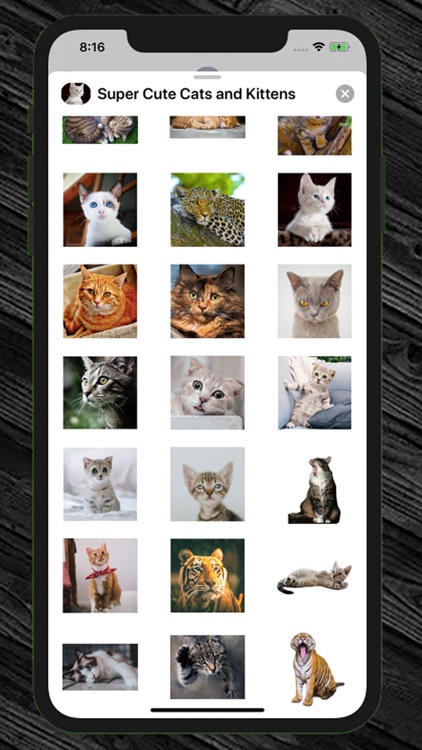 Super Cute Cats and Kittens screenshot-3