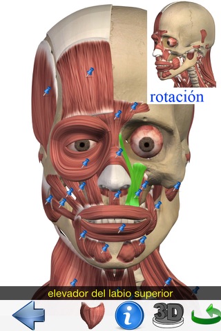 Visual Anatomy screenshot 3