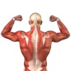 Muscles: Quiz & Reference