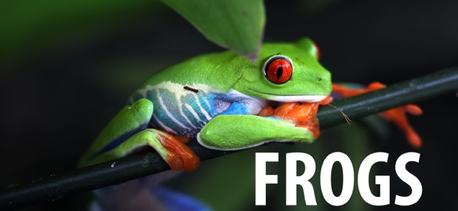 Learn About Frogs!(圖1)-速報App