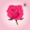 Animated Rose Day Stickers