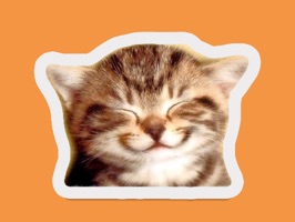 All of the cutest happiest cats are in this pack, and they're all full of love for their fellow animals (and humans)