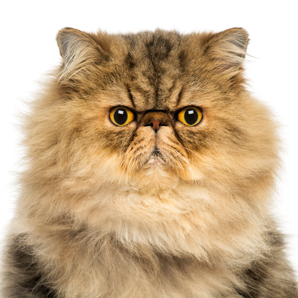 Get Go Away! -Pro for iOS, iPhone, iPad Aso Report