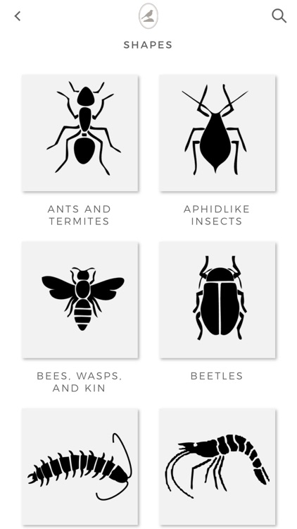 Fieldstone Guide: Insects screenshot-3