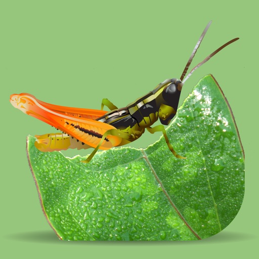 Grasshoppers of the Western US iOS App