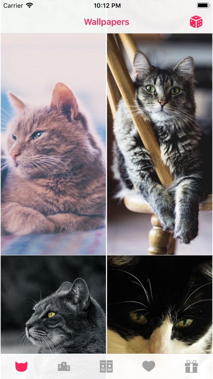 Cat Wallpapers °