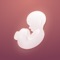 See the baby at different stages of pregnancy in AR