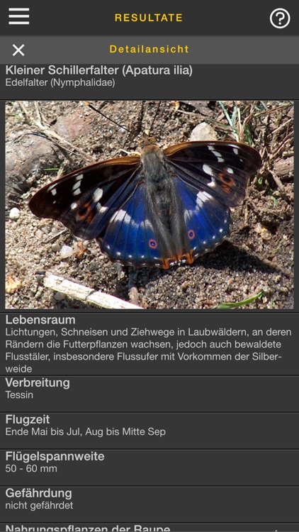 sCHmetterling