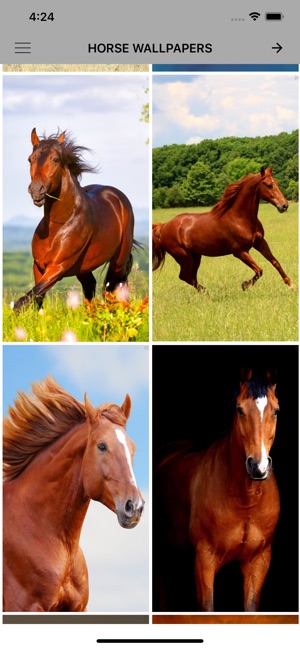 Horse Wallpapers & Backgrounds on the App Store