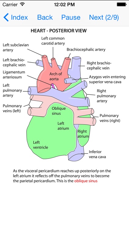 Anatomy Thorax and Abdomen