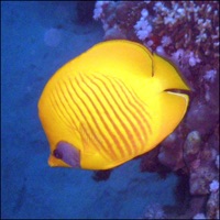 Diving In The Red Sea pour PC