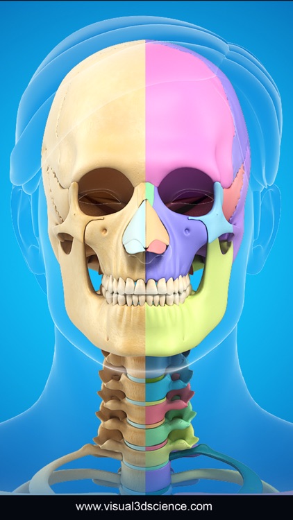 My Skull Anatomy