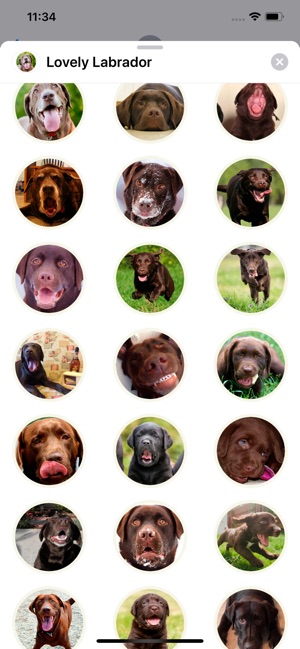 Lovely Labrador Sticker Pack