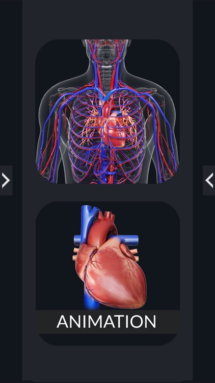 My Circulatory System Anatomy