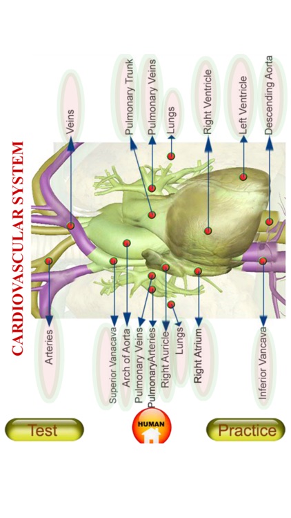 ANATOMY 3D Pro