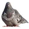Pigeon With Hands