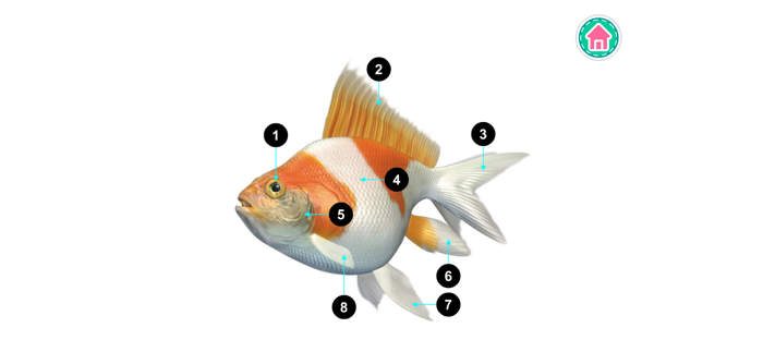 Picture Dictionary - Animals