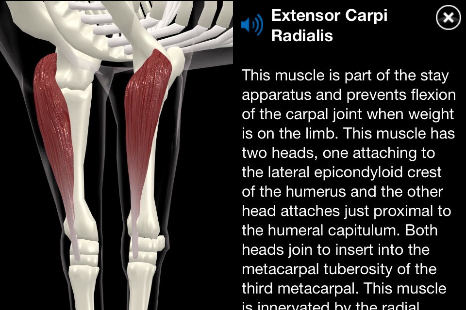 Horse Anatomy: Equine 3D screenshot 3