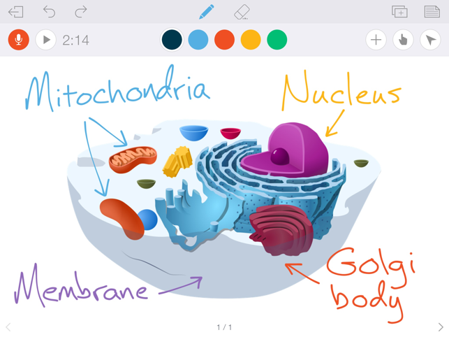 Educreations Whiteboard