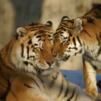 Tiger Fotos zum Teilen apk