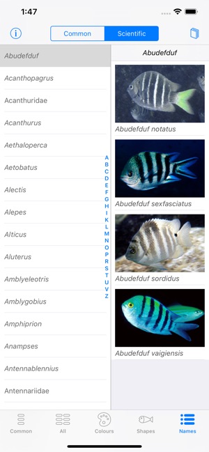 Oman Fish ID(圖9)-速報App