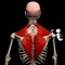 Muscle&Motion – Anatomy for iPad is now available