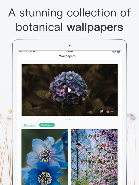 iPad Image of PictureThis - Plant Identifier