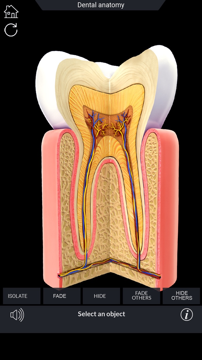 My Dental Anatomy