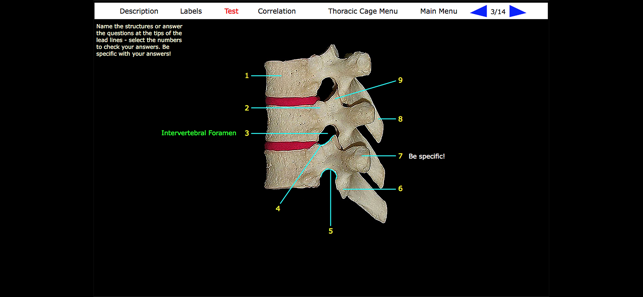 Human Skeleton: Gross Anatomy(圖4)-速報App