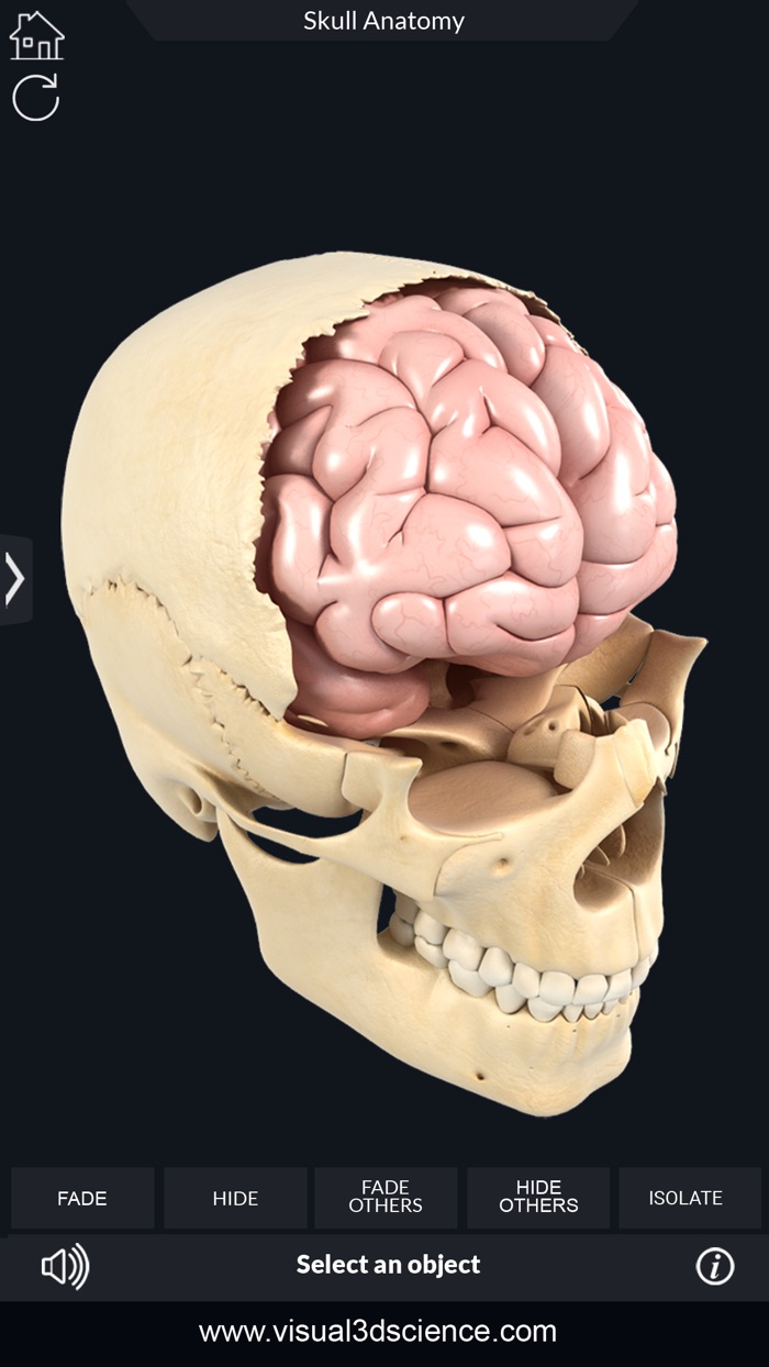 My Skull Anatomy