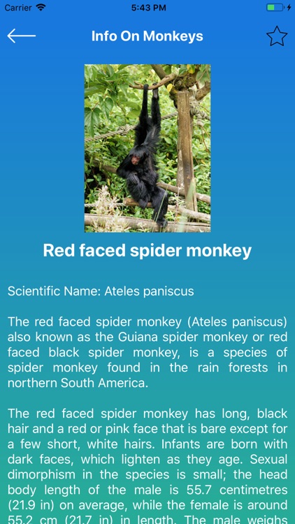 Info On Monkeys