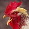 The “Rooster Sound Effect & Rooster Sounds App” with chicken sounds