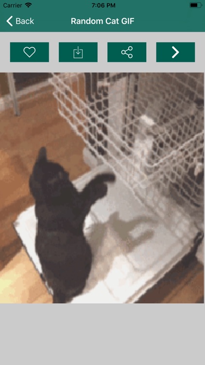 Cat Images - Random screenshot-5