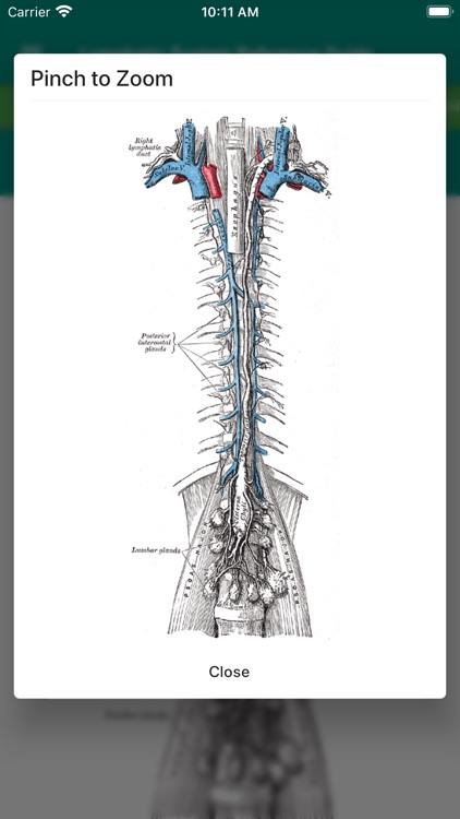 Lymphatic System Reference screenshot-3