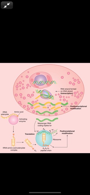 Ganong's Review Physiology 26E(圖7)-速報App