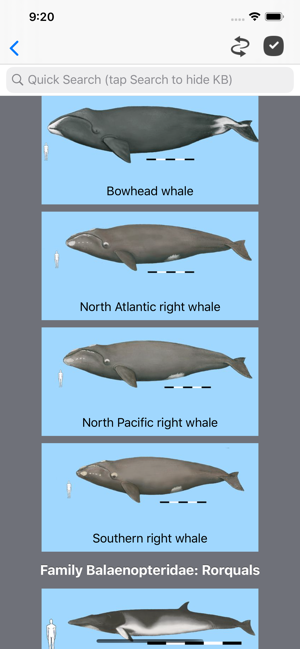 Dolphins and Whales