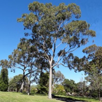 Australian Tree ID apk
