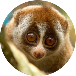 Lovely Lemurs Sticker Pack