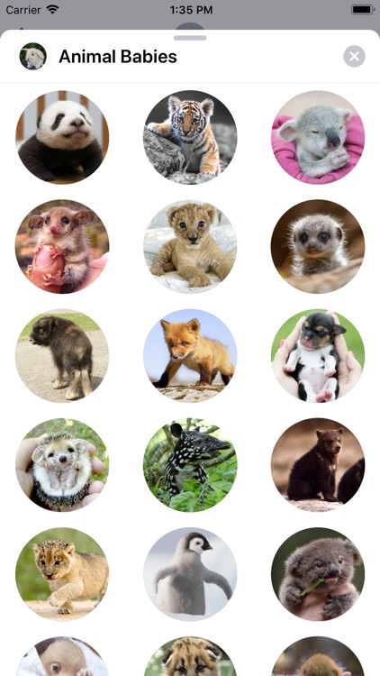 Animal Babies Sticker Pack