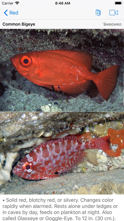 Scuba Fish Hawaii screenshot-8