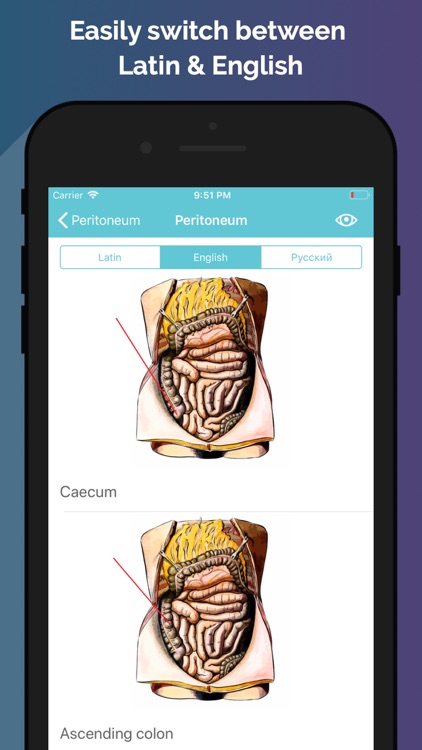 Easy Anatomy - Atlas & Quizzes screenshot-3