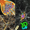 3D Biology + - iPhoneアプリ
