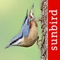 Bird Id is a great tool to help you quickly and easily identify birds of the British Isles