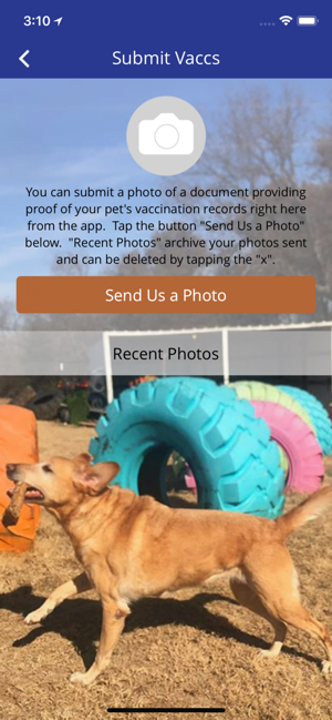 Canine Fitness Camp(圖4)-速報App