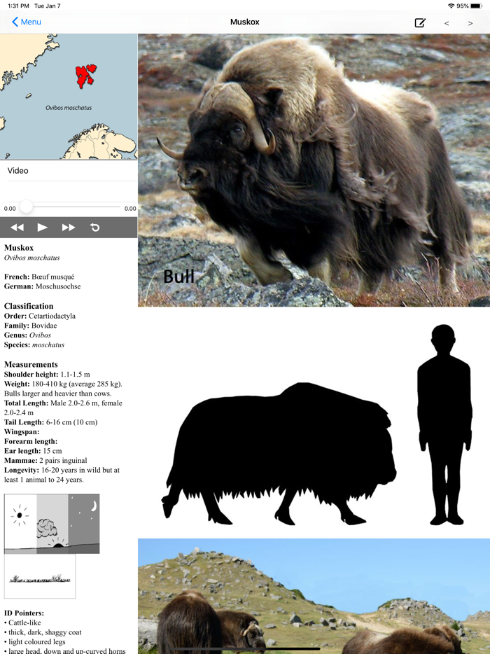 Stuarts European Mammals