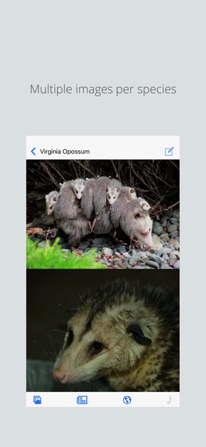 Stuarts North American Mammals(圖1)-速報App