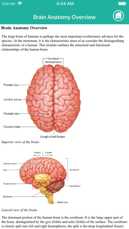 Learn Brain Anatomy screenshot-8