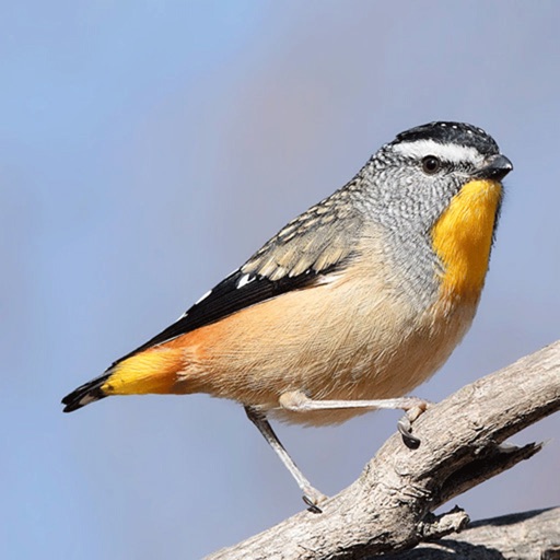 Australian Birds Sounds