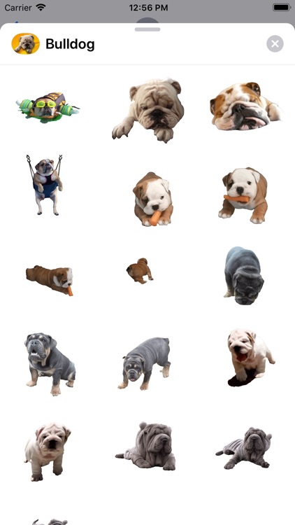 Bulldog Sticker