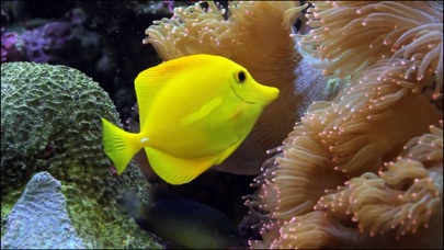 【图】Video Touch – 海洋生物(截图2)